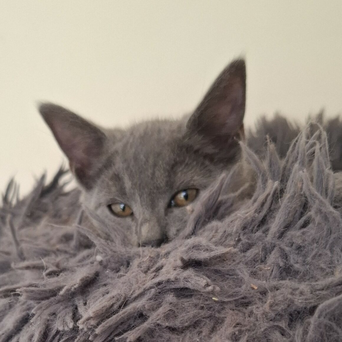 ASHOKA – chaton réservée