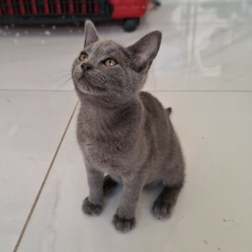 ASHOKA – chaton adoptée