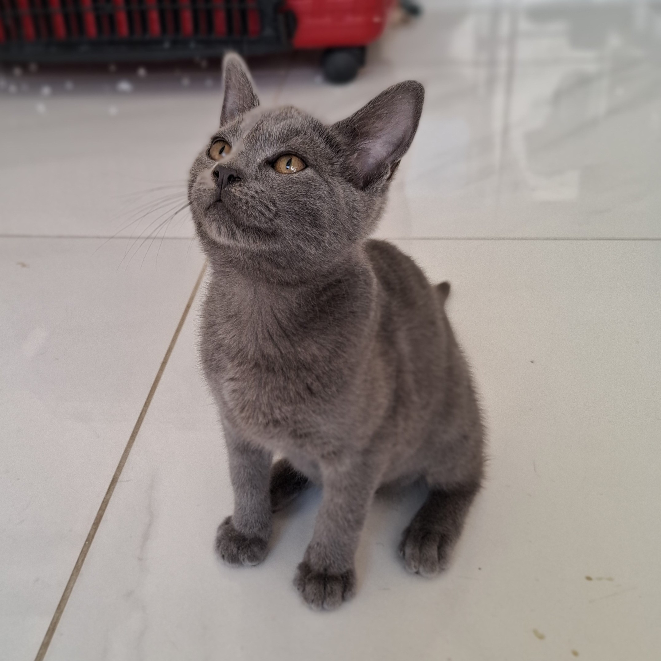 ASHOKA – chaton réservée