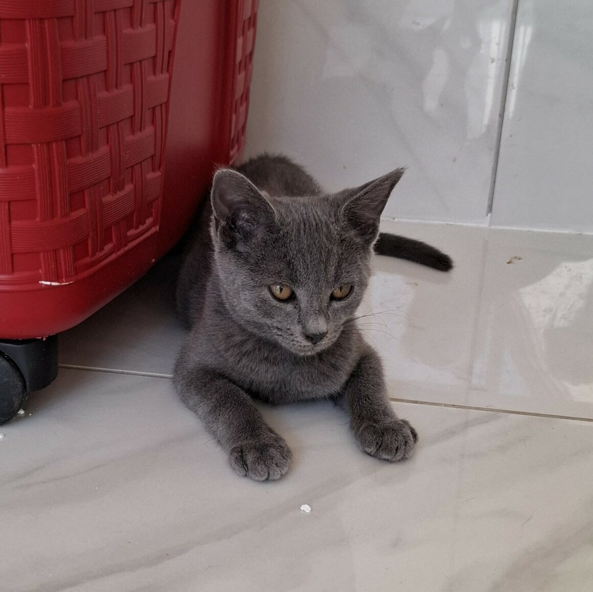 ASHOKA – chaton réservée