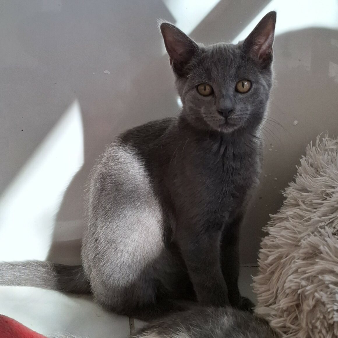 ASHOKA – chaton réservée