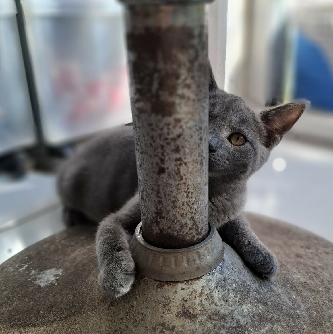 ASHOKA – chaton réservée