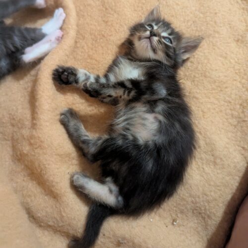 ASTER – chaton