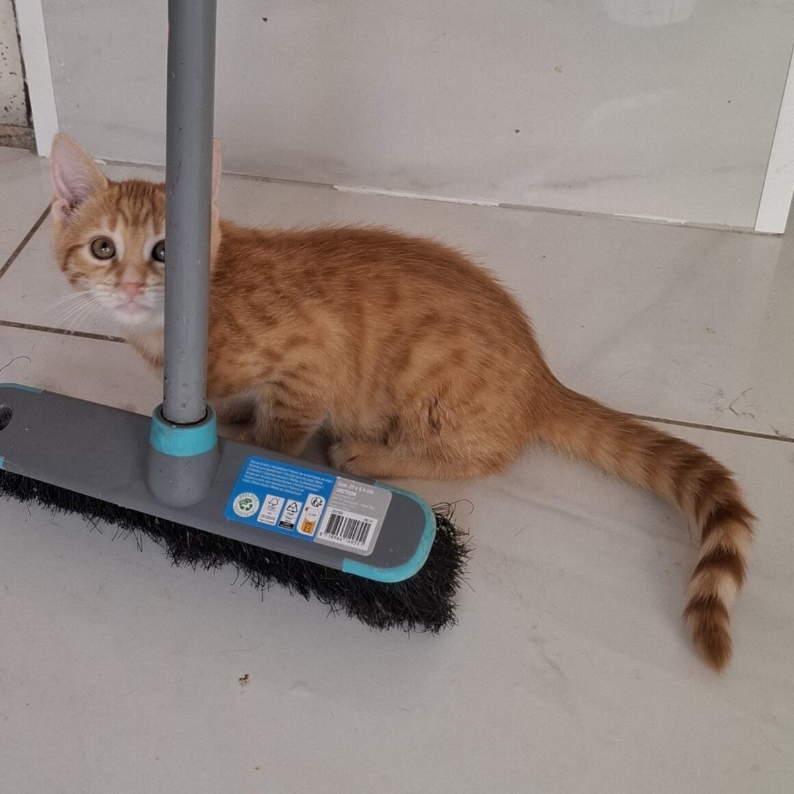 ASTORIA – Chaton
