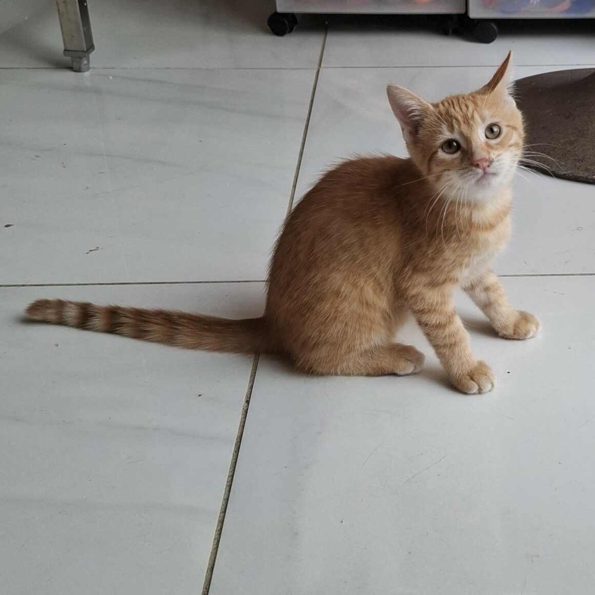 ASTORIA – Chaton