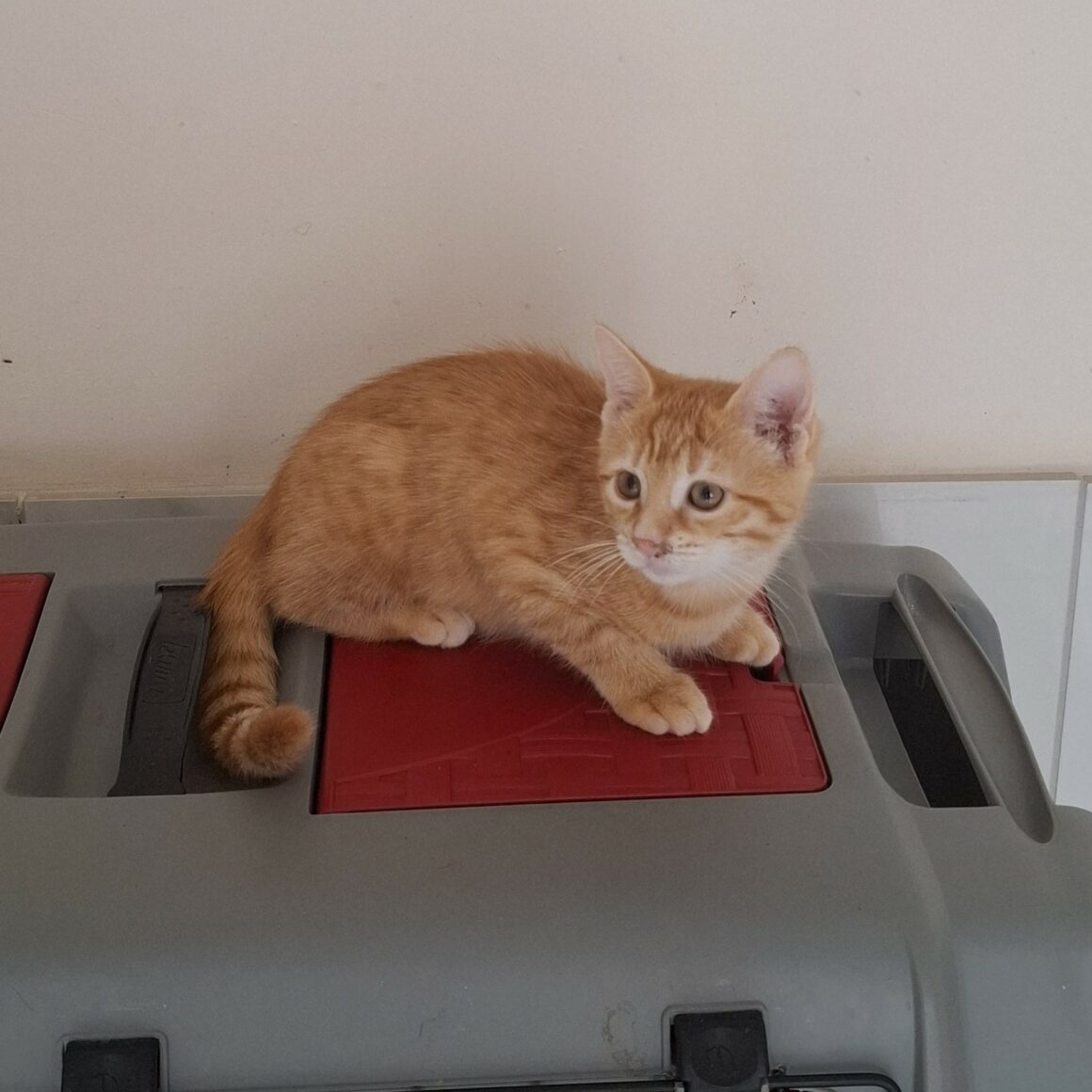 ASTORIA (3) ASTORIA – Chaton adoptée