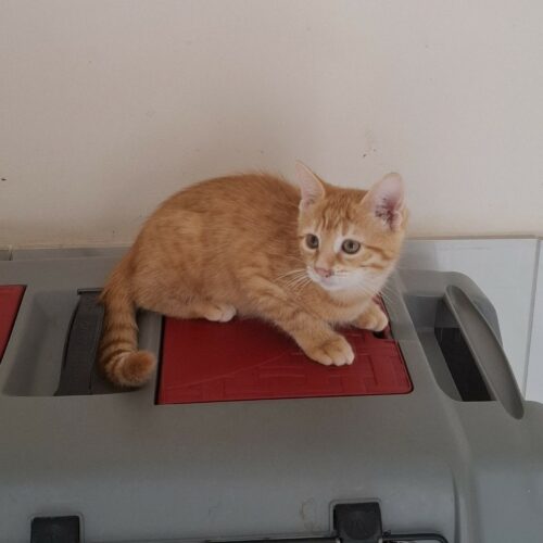 ASTORIA – Chaton