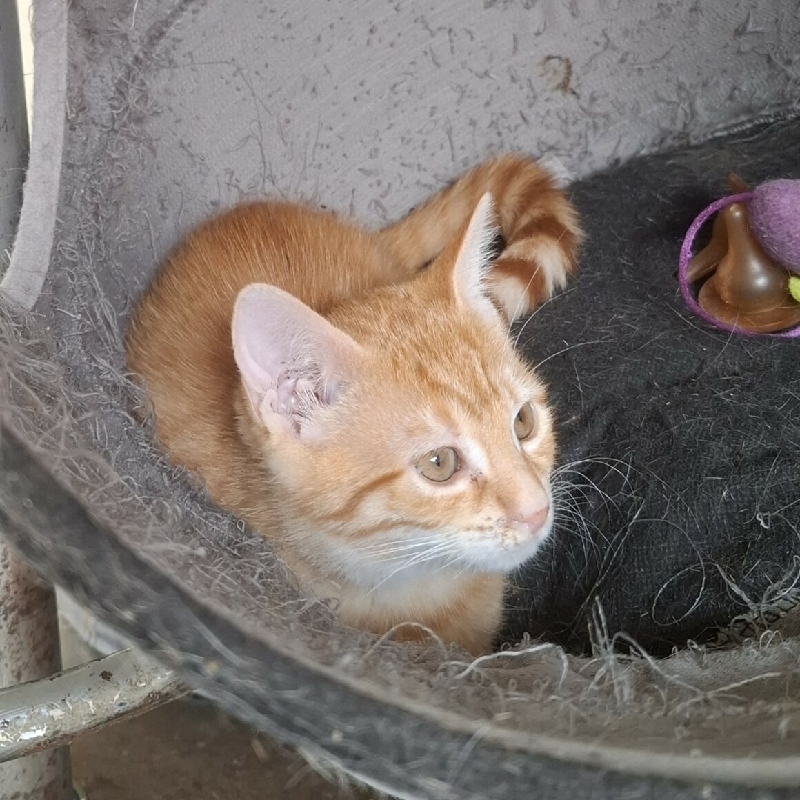 ASTORIA – Chaton
