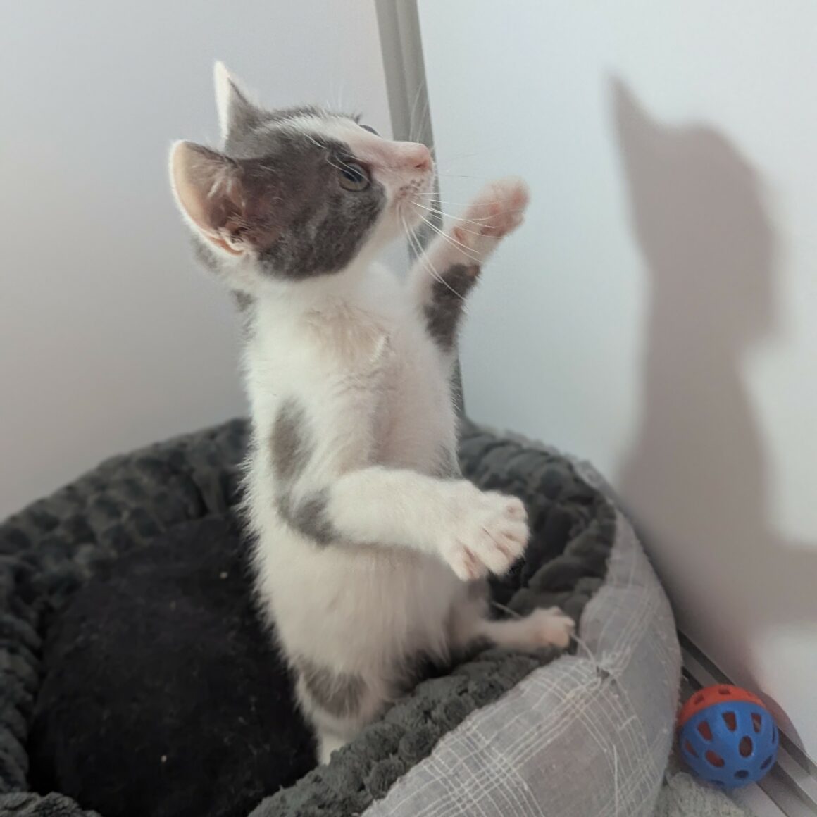 ATCHOOM – chaton