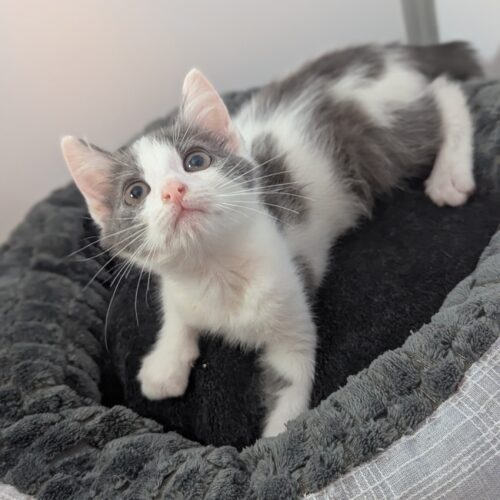 ATCHOOM – chaton
