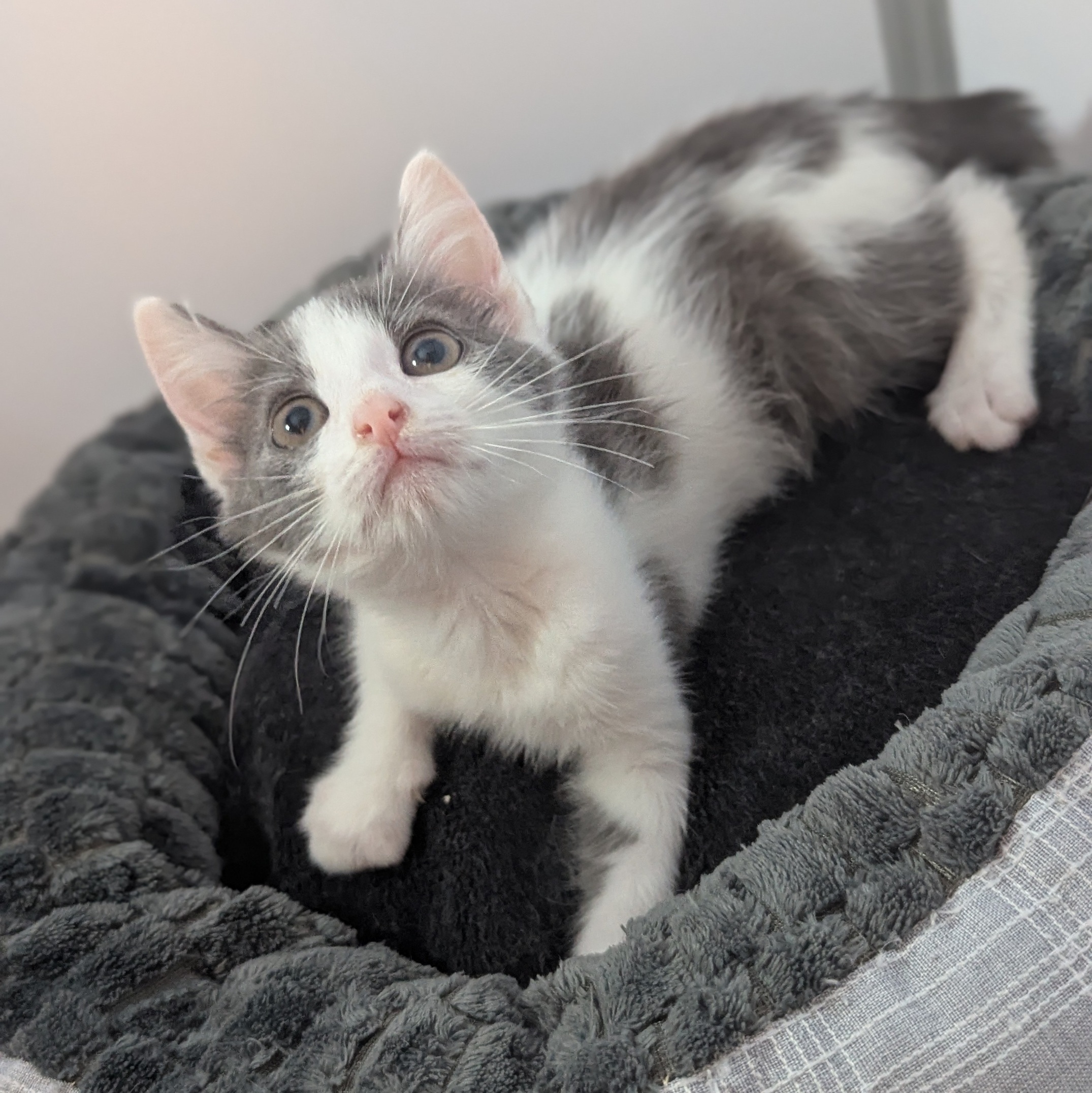 ATCHOOM – chaton adopté