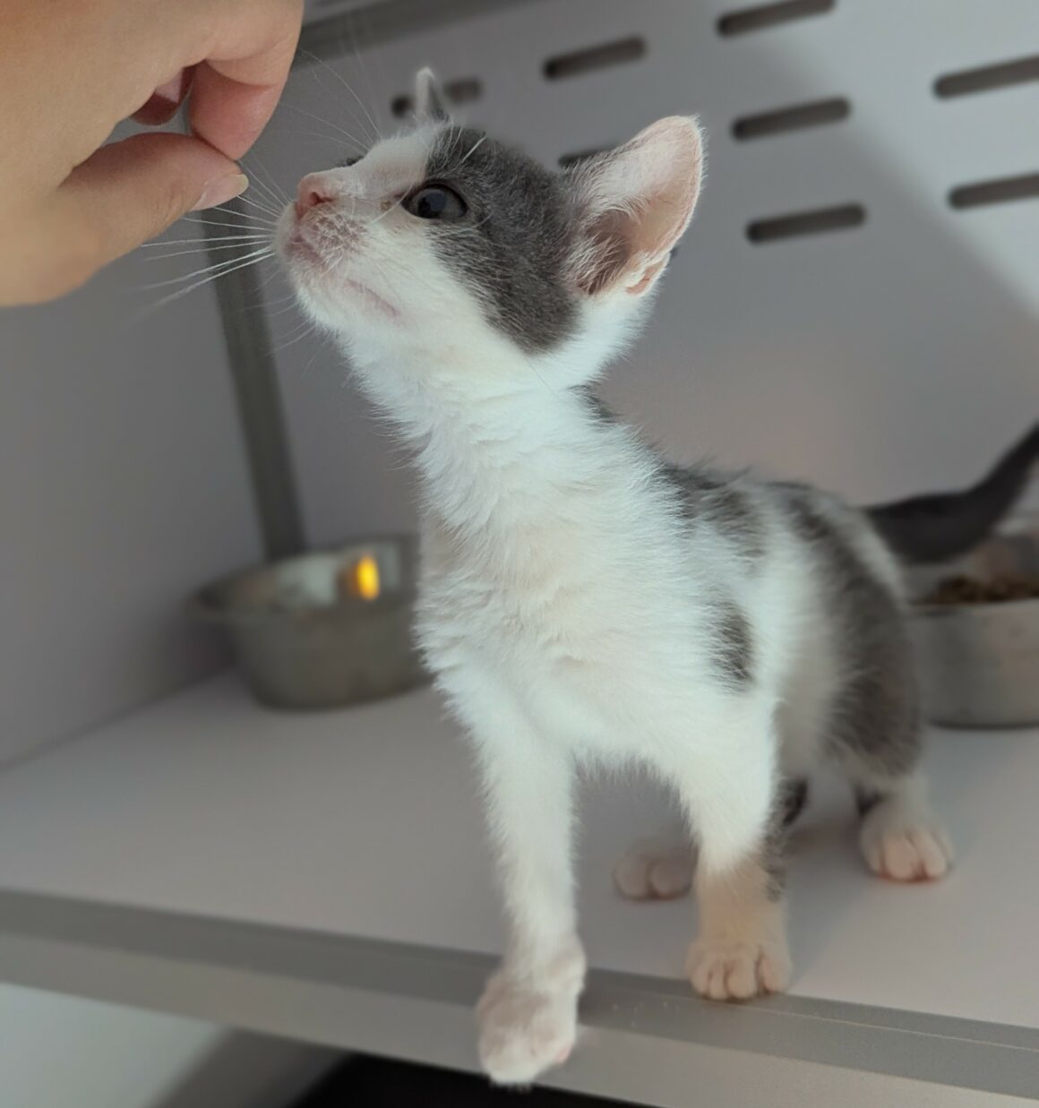 ATCHOOM – chaton