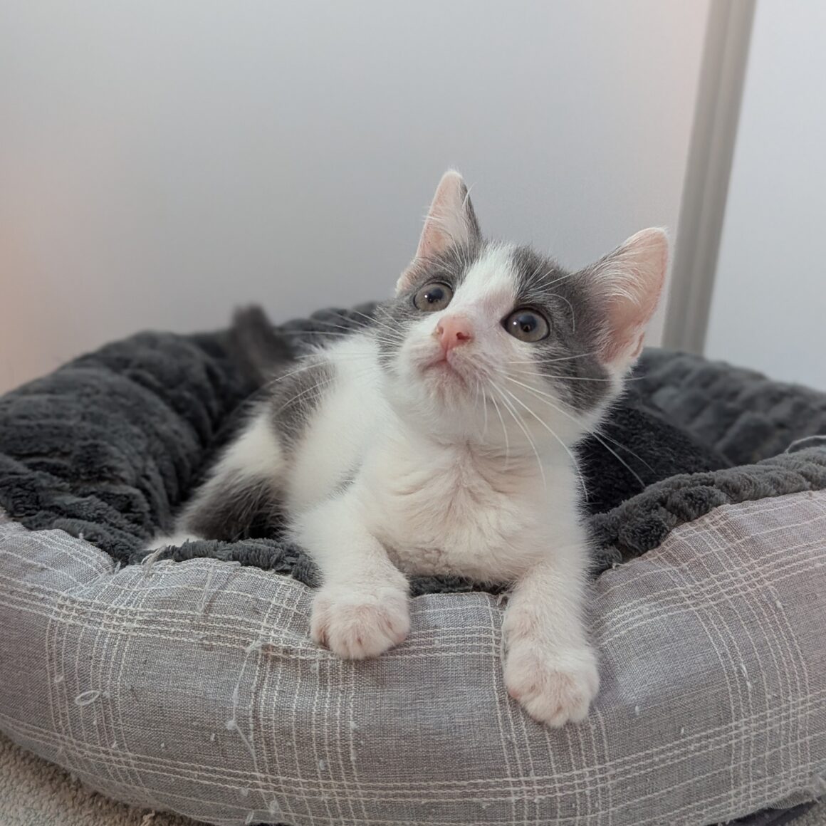 ATCHOOM – chaton