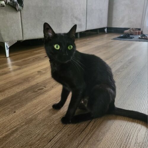 ATHENA – junior
