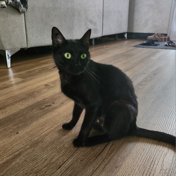 ATHENA – junior