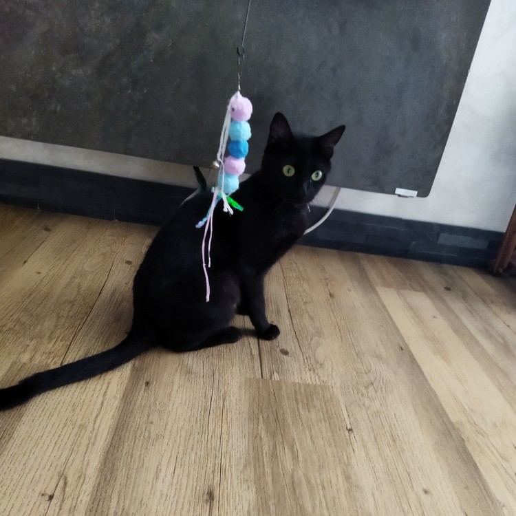 ATHENA – junior