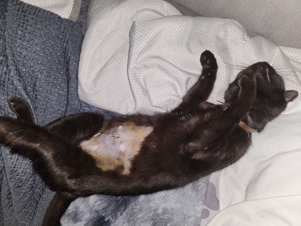 ATHENA – junior