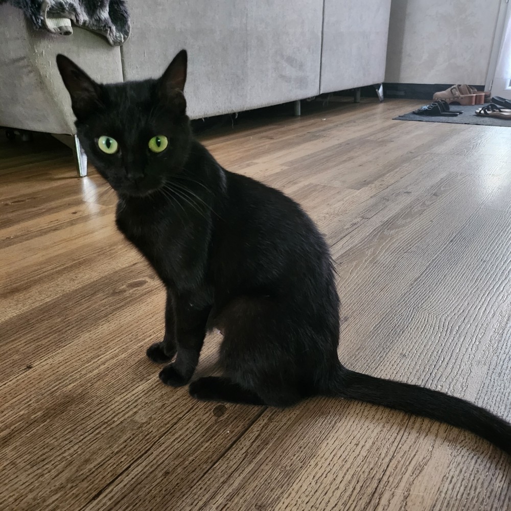 ATHENA – junior