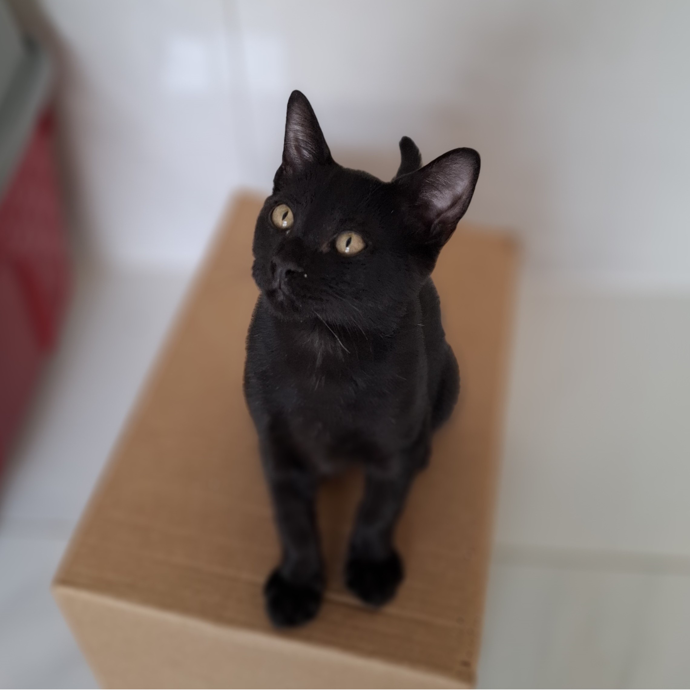 ATOM – chaton adopté