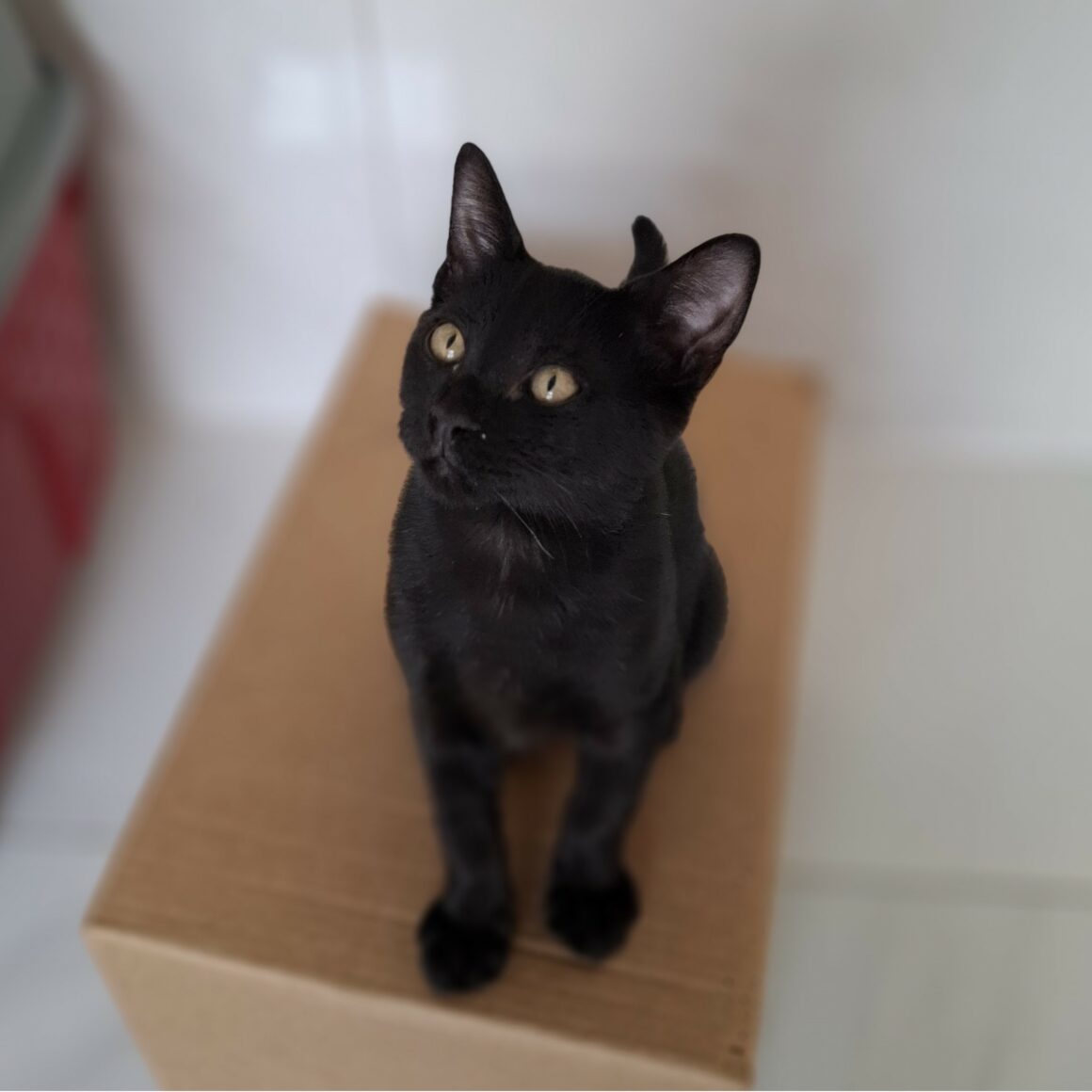 ATOM – chaton