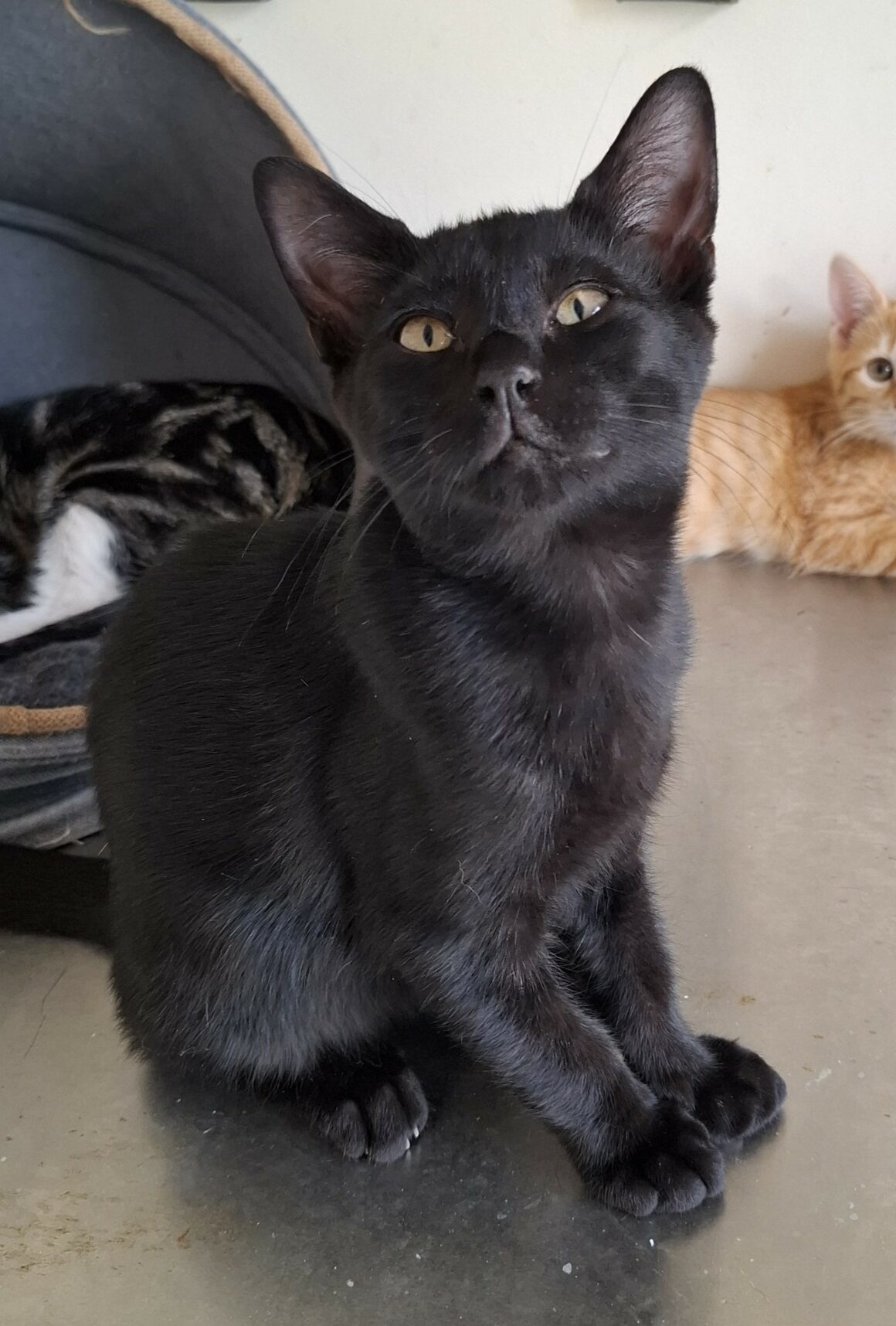 ATOM – chaton