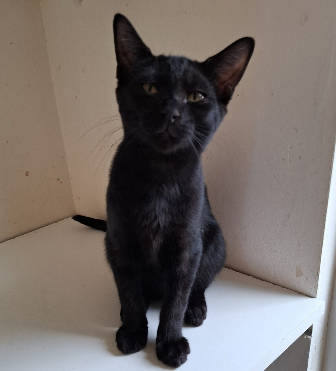 ATOM – chaton