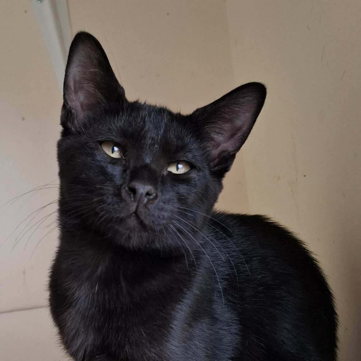 ATOM – chaton