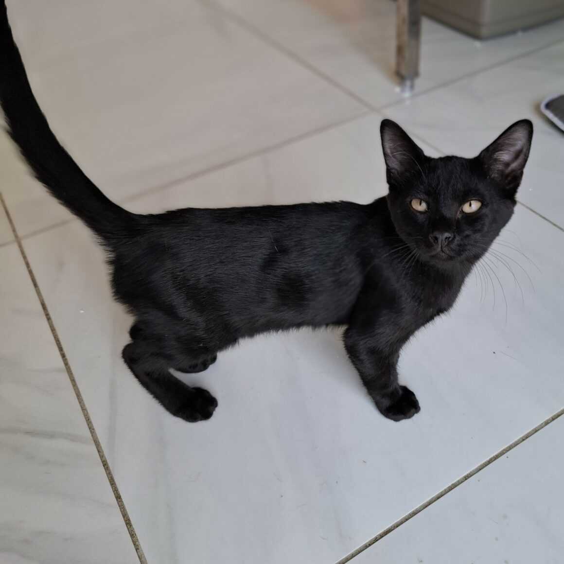 ATOM – chaton