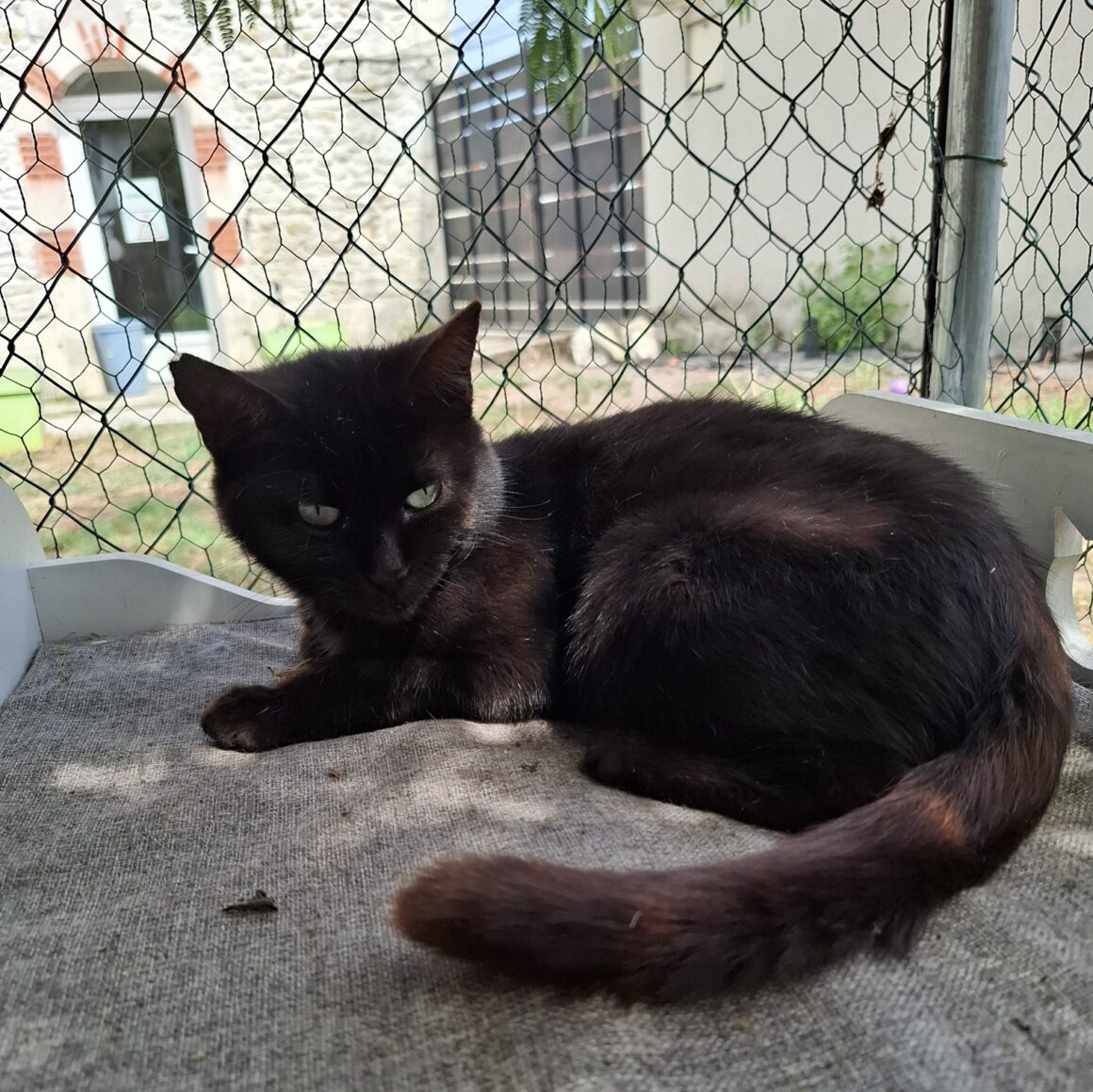 AVRAYA (7) AVRAYA – 10 ans adoptée