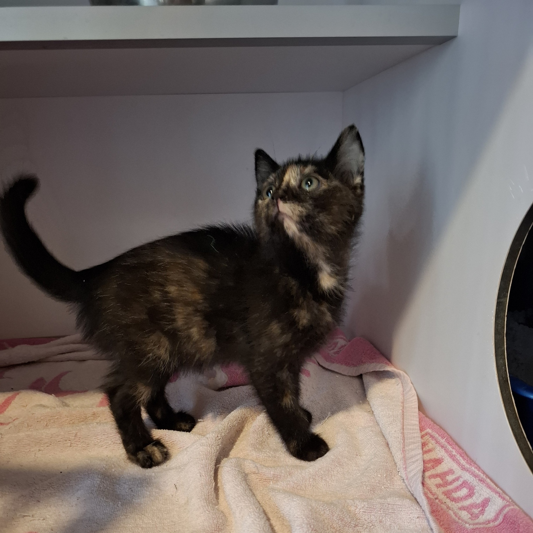 AYATÉ – chaton adopté