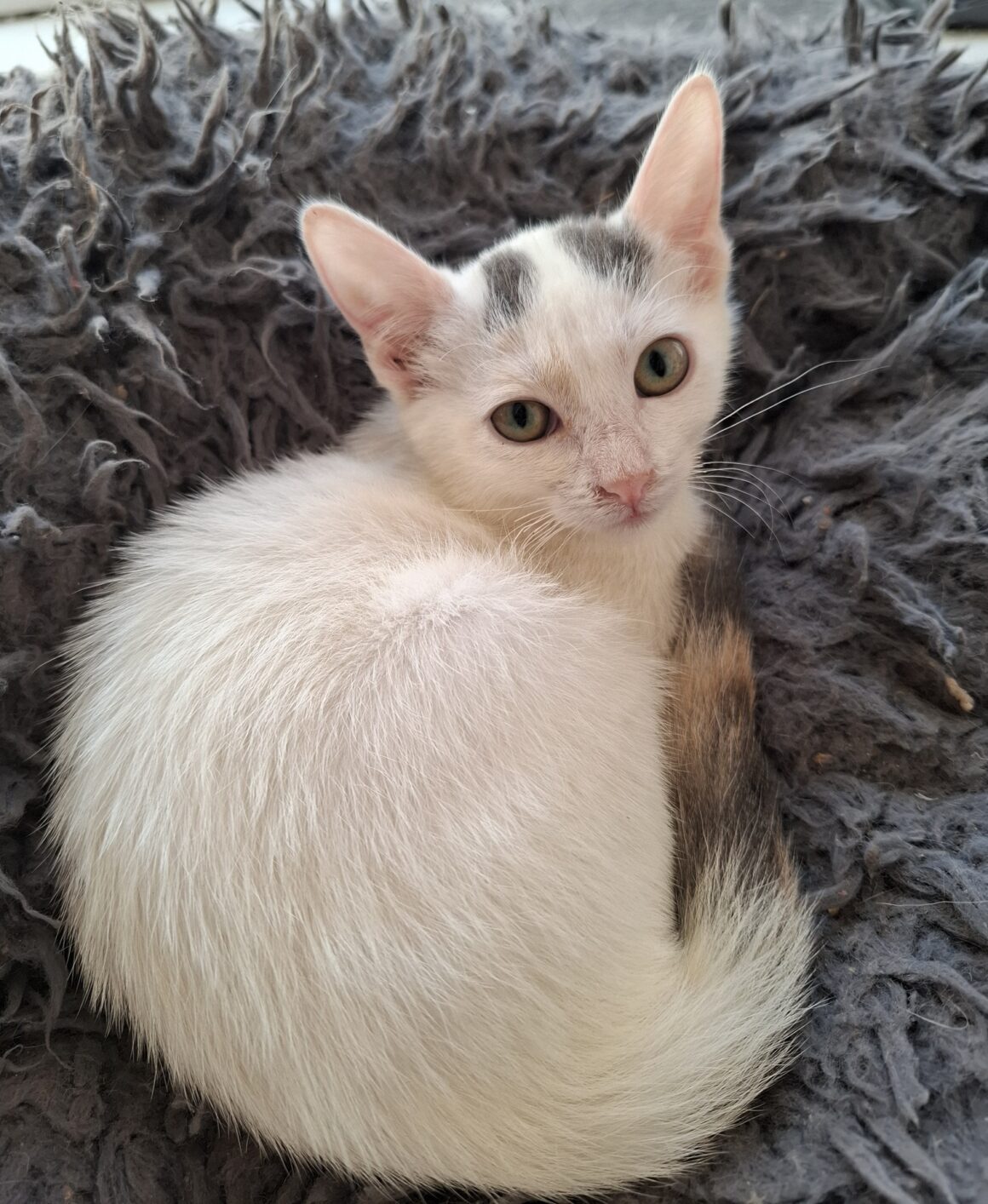 AYLA – chaton