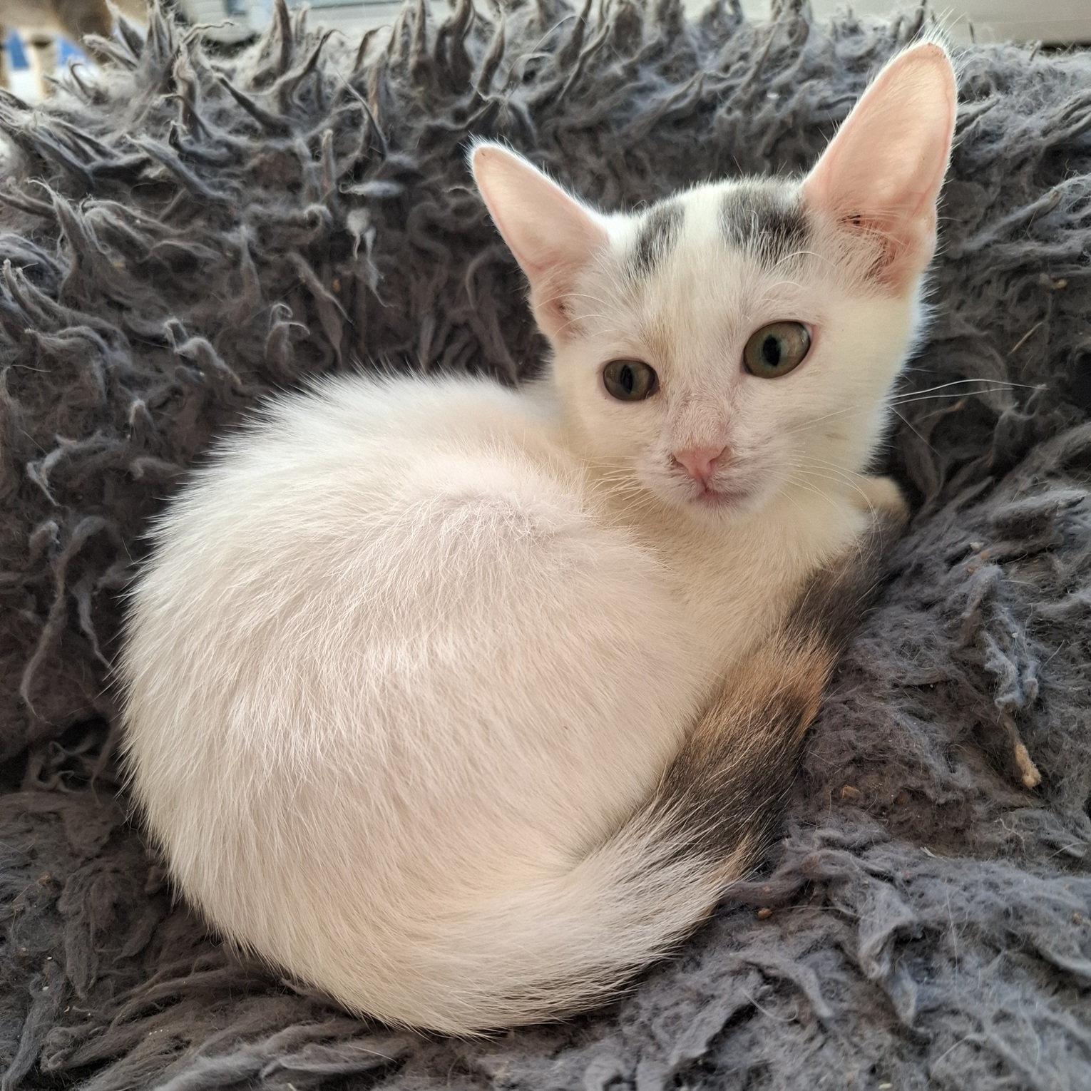 AYLA – chaton