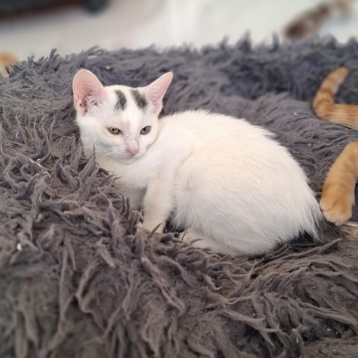 AYLA – chaton