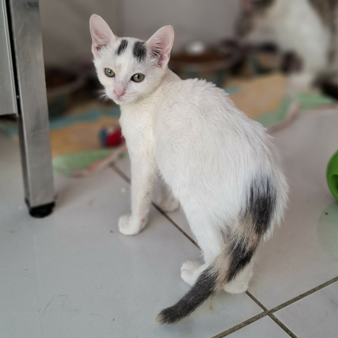 AYLA – chaton