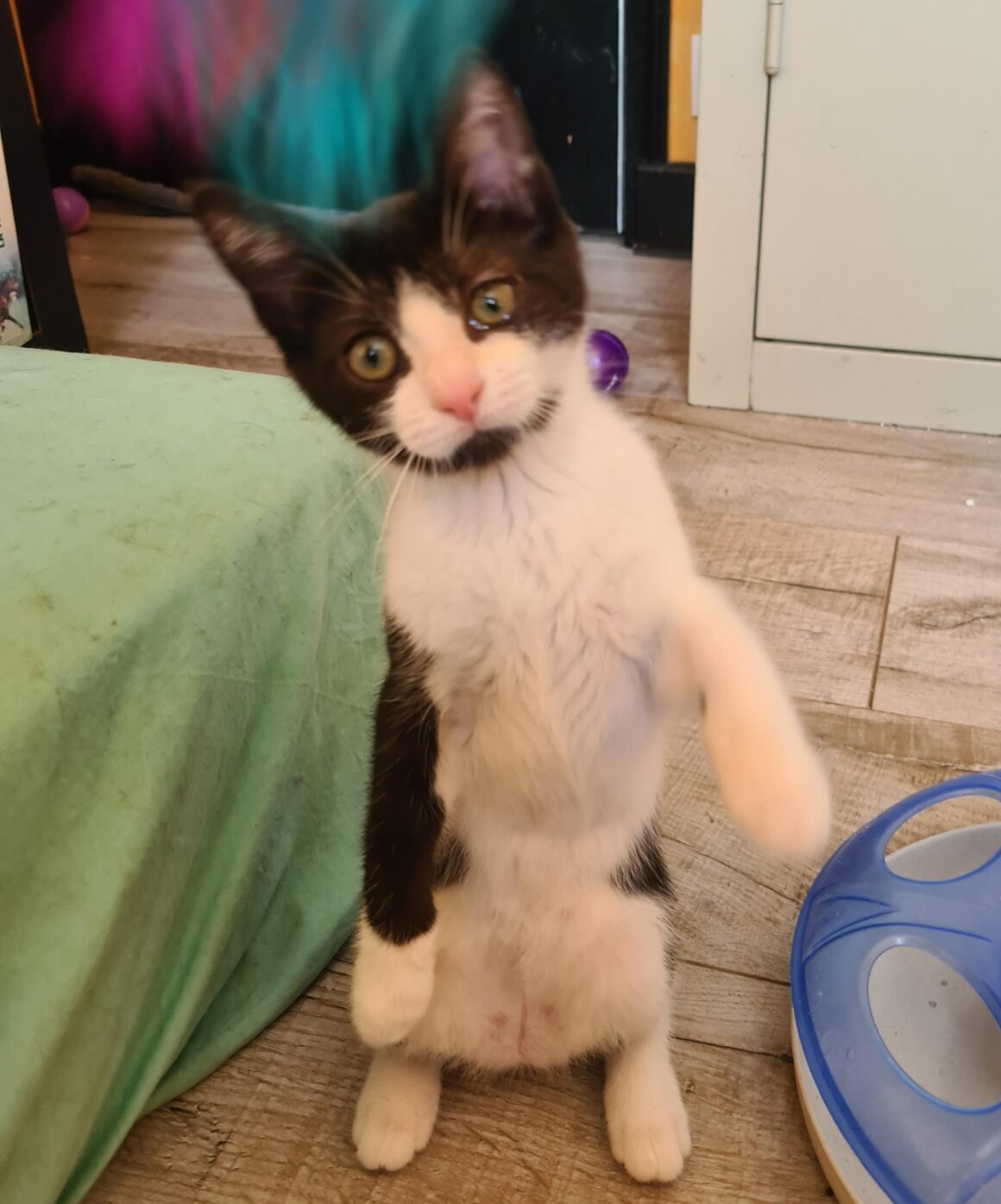 AZALISE – chaton