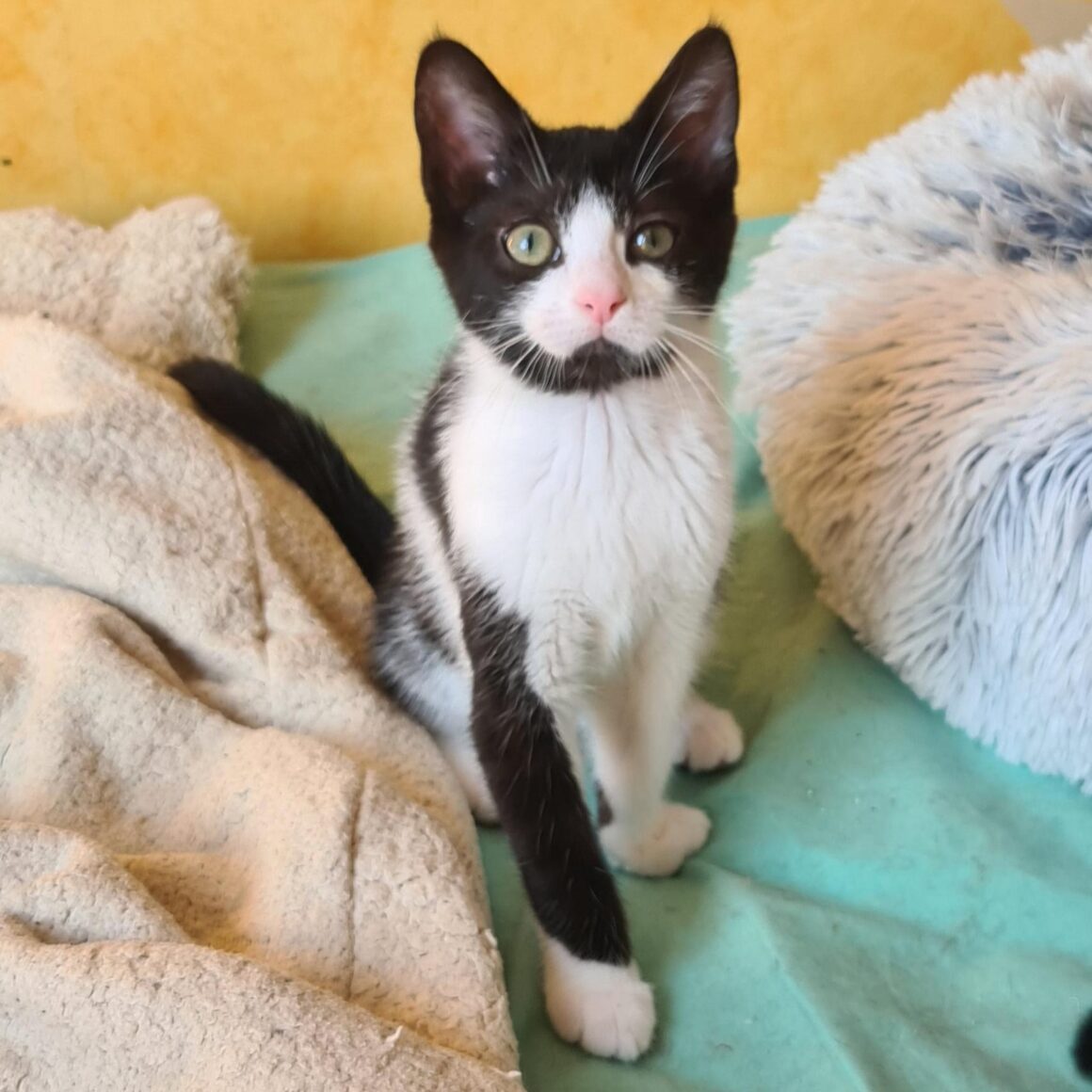 AZALISE – chaton