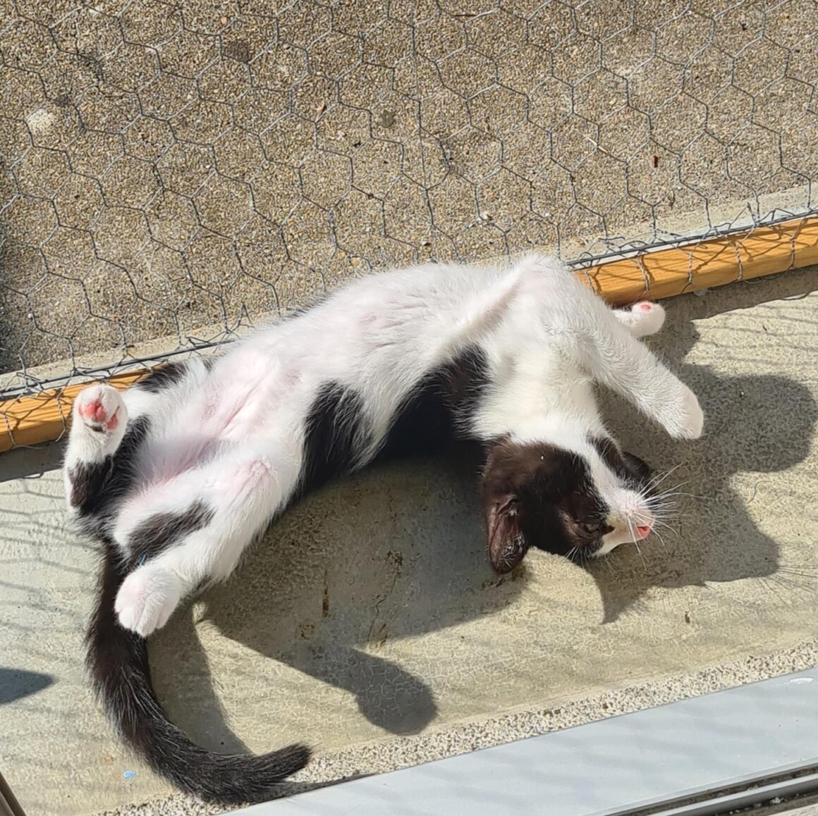 AZALISE – chaton