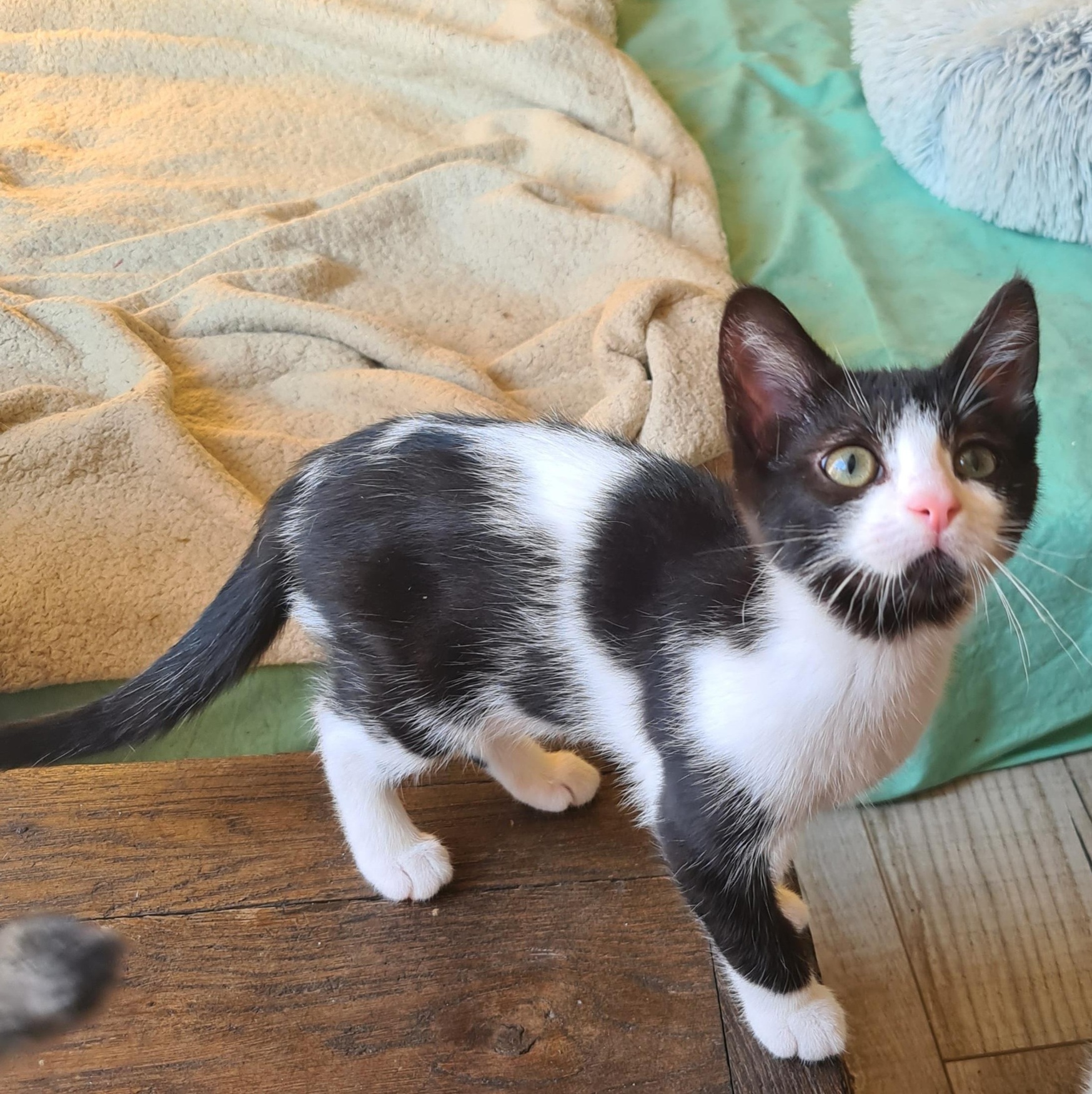 AZALISE – chaton