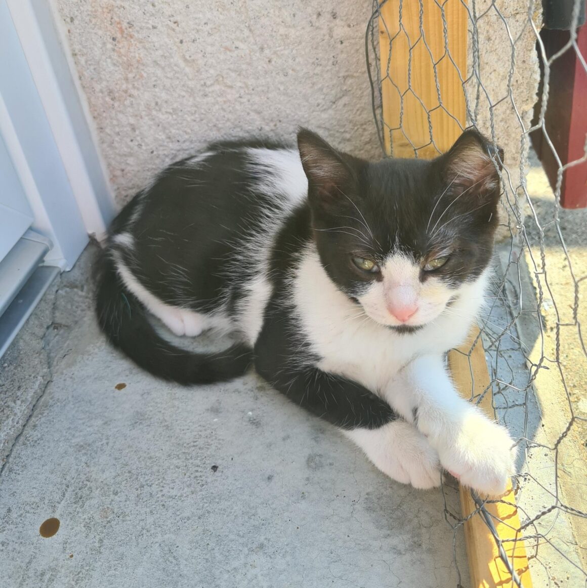 AZALISE – chaton