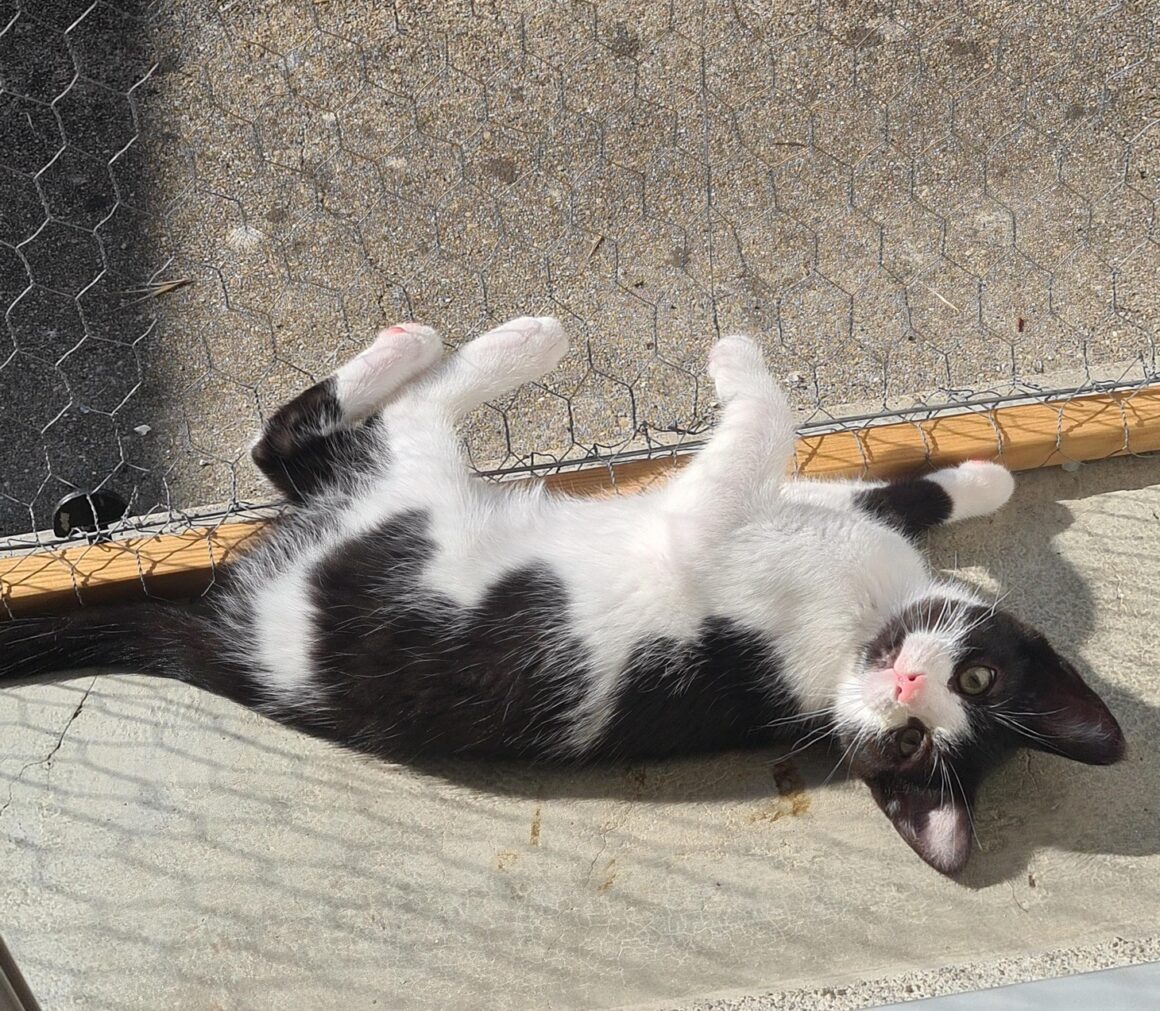 AZALISE – chaton