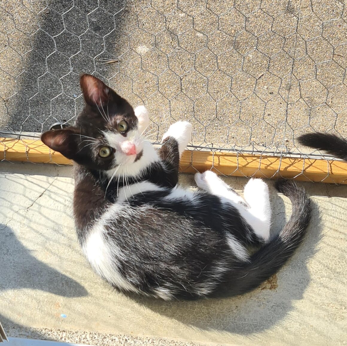 AZALISE – chaton