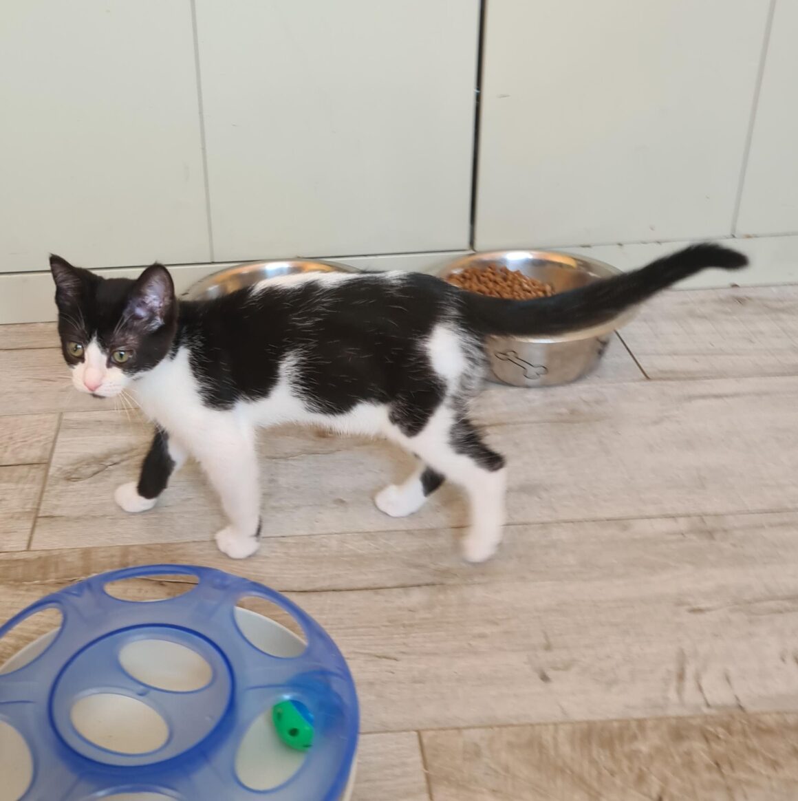 AZALISE – chaton