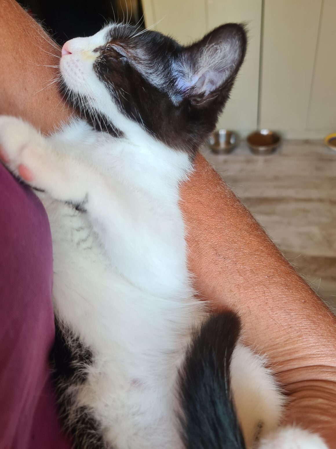 AZALISE – chaton