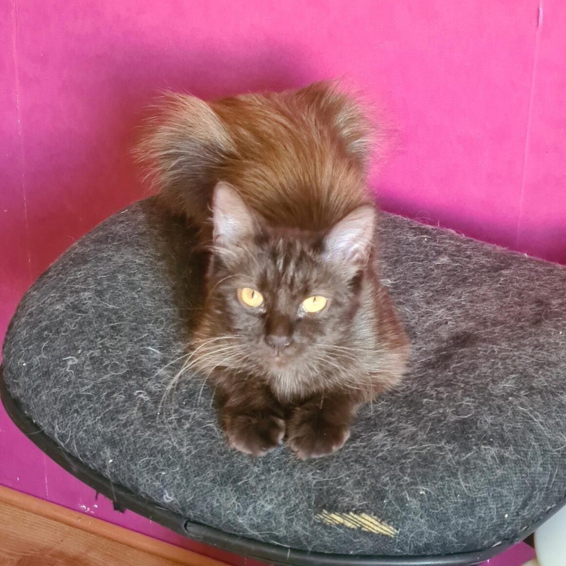 CAFEÏNE (X Angora Turc)- 2 ans