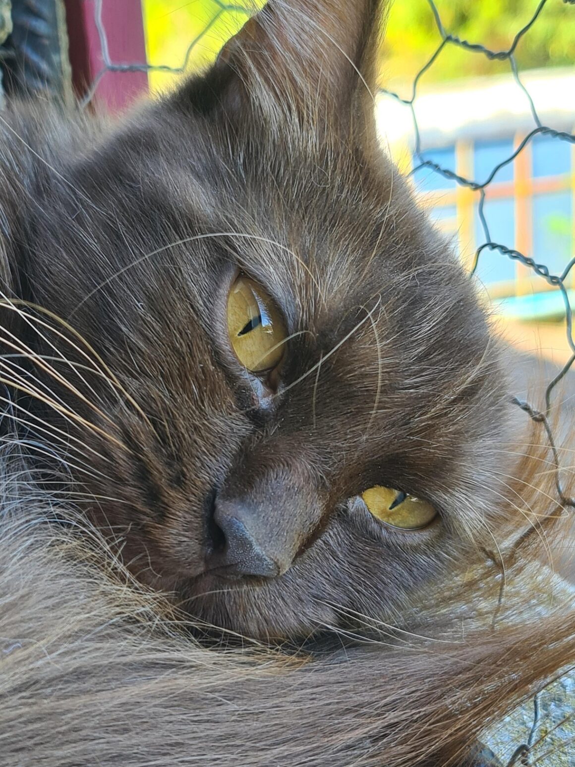 CAFEÏNE (X Angora Turc)- 2 ans