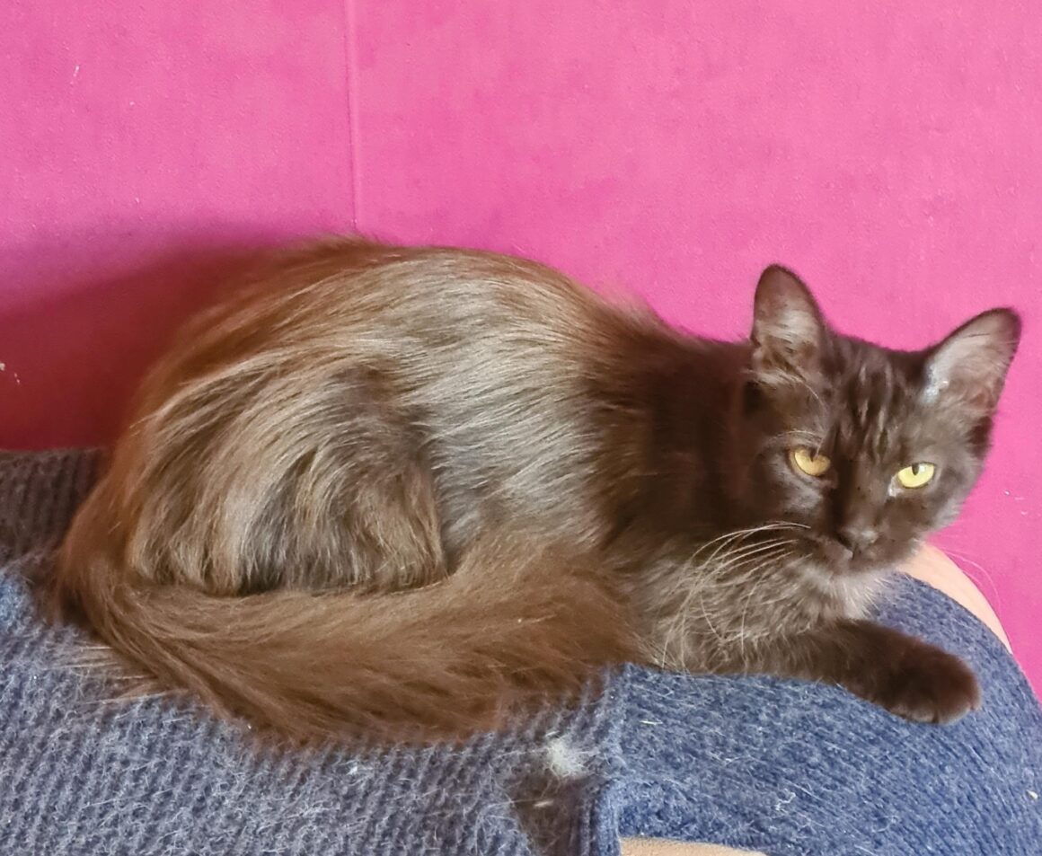CAFEÏNE (X Angora Turc)- 2 ans