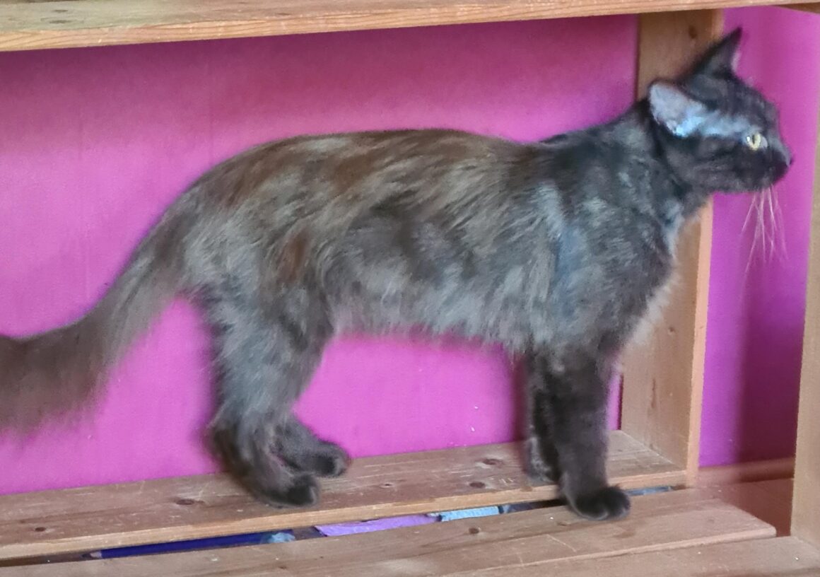 CAFEÏNE (X Angora Turc)- 2 ans