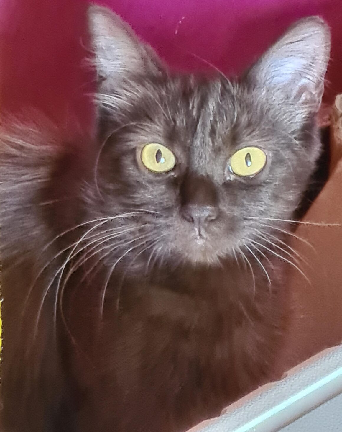 CAFEÏNE (X Angora Turc)- 2 ans