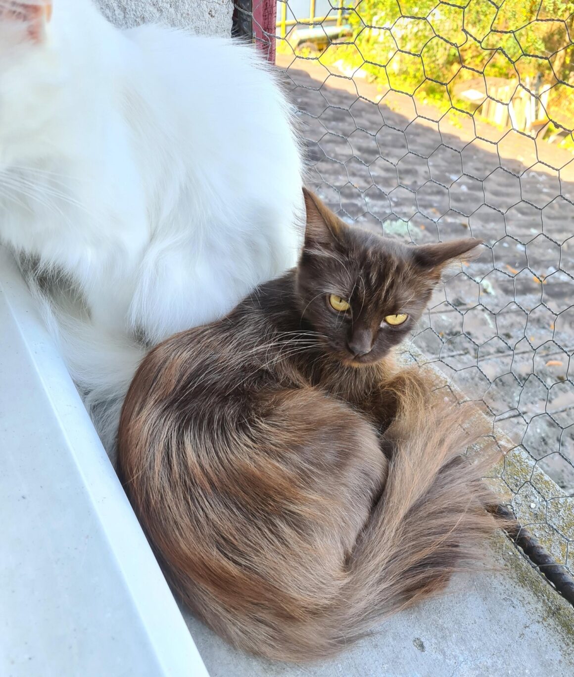 CAFEÏNE (X Angora Turc)- 2 ans