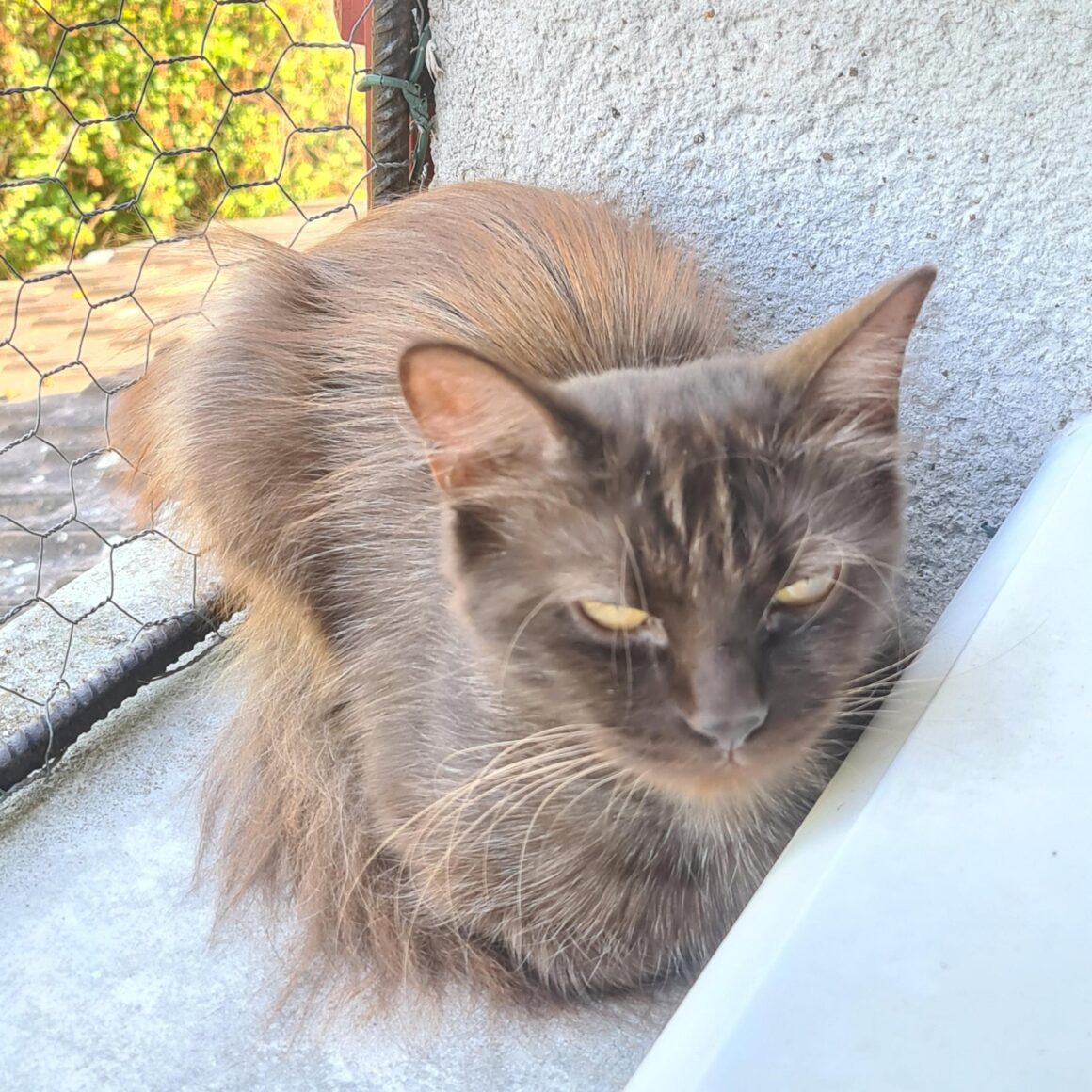 CAFEÏNE (X Angora Turc)- 2 ans